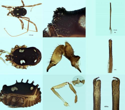 Histricostoma argenteolunulatum